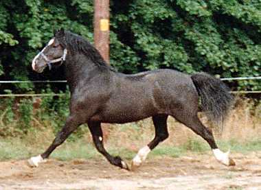 welsh cob1.jpg