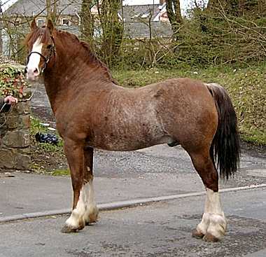 welsh cob2.jpg