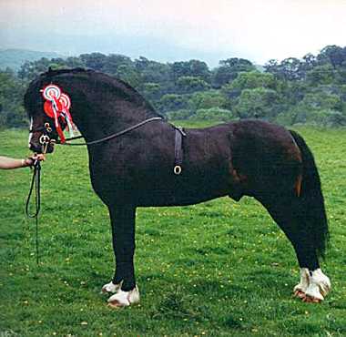 welsh cob3.jpg