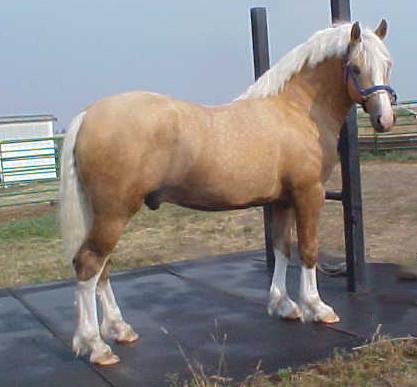 welsh cob303.jpg