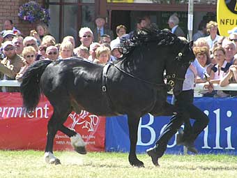 welsh cob 505.jpg